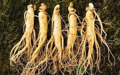 新鮮人參的價(jià)格與種植 從選購(gòu)到培育的實(shí)用指南